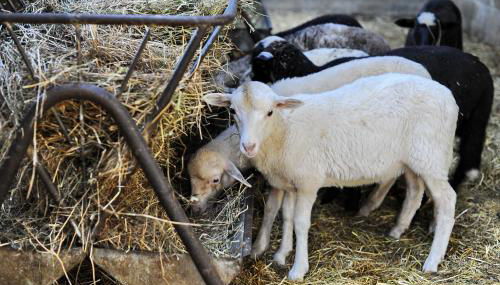 Agriturismo Borgo Mocale - Foto 4