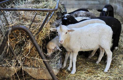 Agriturismo Borgo Mocale - Foto 4