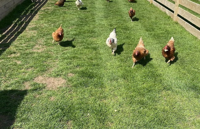 Swift Vogue Edition Caravan - Photo 40