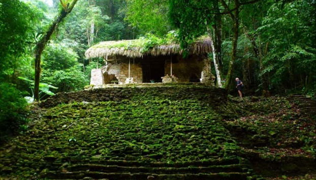 Discover the site's connection with the jungle