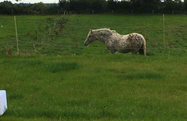 Hoheluft am Wittensee Apt 2 - Foto 19