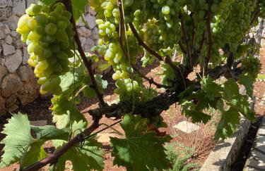 Apartmani Sirius - Foto 27