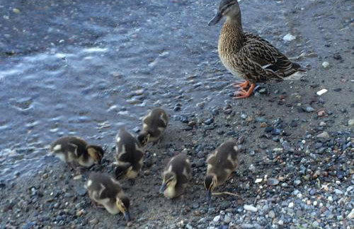 3 bed Lake Sammamish Waterfront + Peloton Bike - Foto 73