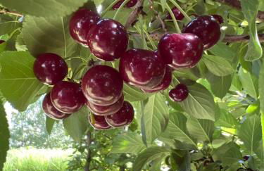 Bright new studio 43m2 with a beautiful garden - Photo 28