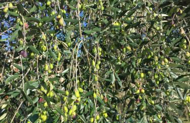 Agriturismo Cervano - Foto 79