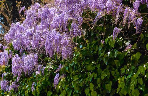 Casa Rubinacci - Foto 70