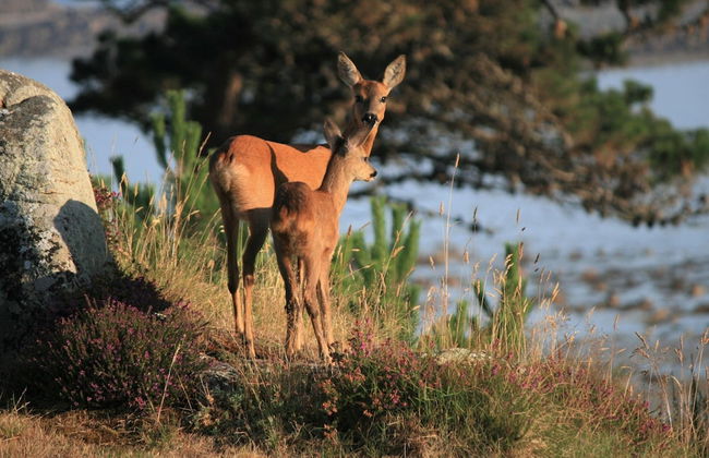 Holiday Home Trebeurden by Pink Granite Coast - Foto 18