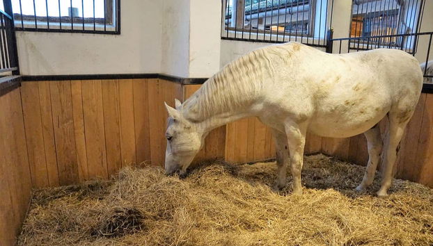 Uno de los caballos lipizzianos