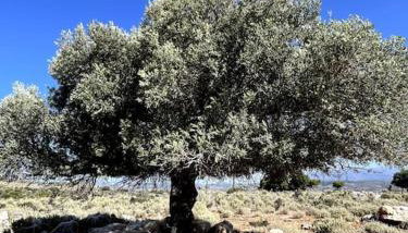 Maison Théia, entre mer et montagne Samonas - Foto 2