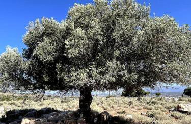 Maison Théia, entre mer et montagne Samonas - Foto 2