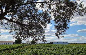 Herdade das Castas Nobres - Foto 117