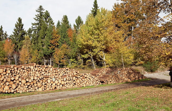 Ferienwohnung im Schwarzwald mit Garten - Foto 24