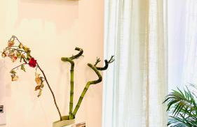 PLANT HOUSE Roma Eur - Foto 16