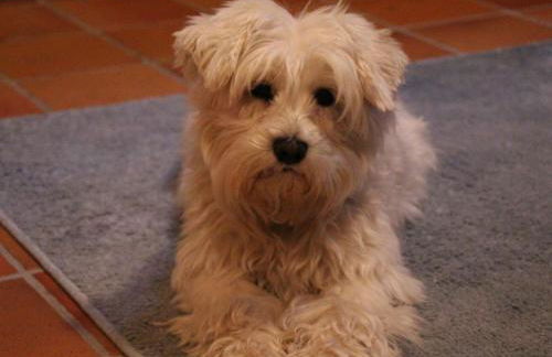 Holiday Home Uns moi Huus by Interhome - Foto 26