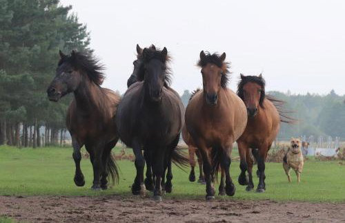KTA TARPAN Mały Domek - Foto 3
