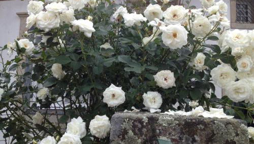 Solar da Roseira - Foto 4, Garden view