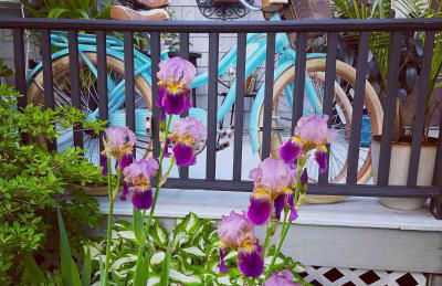 Recharge at Tranquil Sea Salt Cottage in Historic Wiscasset - Foto 10