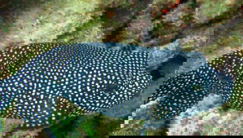 PADI Open Water Course - Foto 3