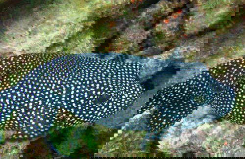 Beginner Scuba Diving - Foto 6