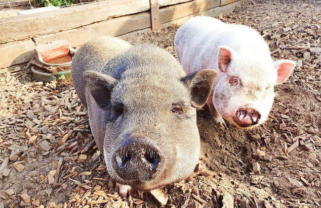 Tasteful Mansion in Lichtervelde with Hot Tub - Foto 33