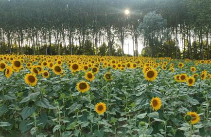 La Maison de André - Foto 27