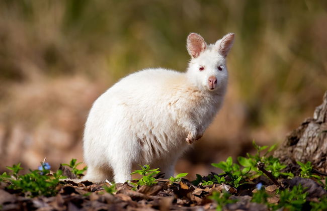 Cloudy Creek Cottage - Foto 6