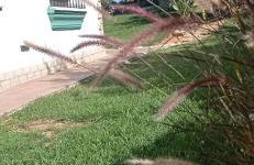 La Luciérnaga - Foto 56