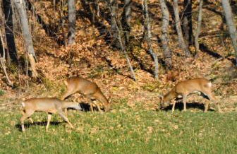 Valle del Lupo - Foto 50