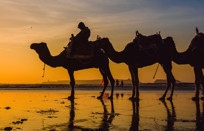 Balade à dos de chameau au coucher du soleil avec dîner - Photo 6