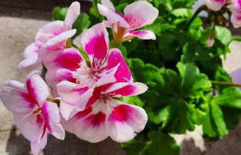 Casa Carmen - Photo 31