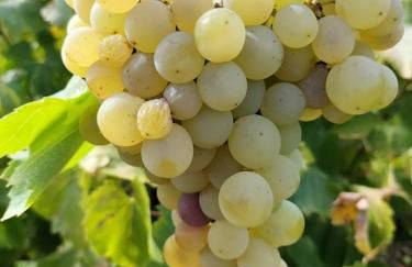 Linhal das Meias - São José das Matas - Foto 35