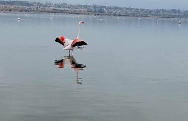 Colombo palace - suite eden via perda bona 35a - Photo 66
