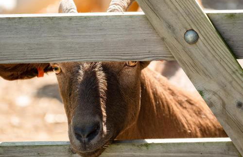 Swallow Cottage, Trewetha Farm - Photo 24