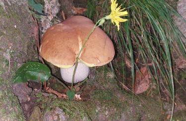 La casa di Amelia - Foto 52