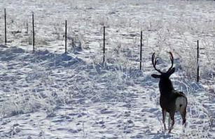 Silver Ranch - Foto 19