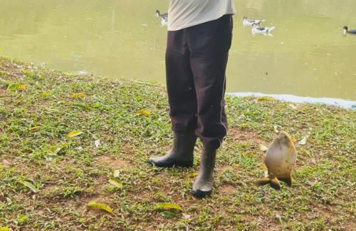 Sítio com piscina natural Cachoeiras de Macacu - Foto 52