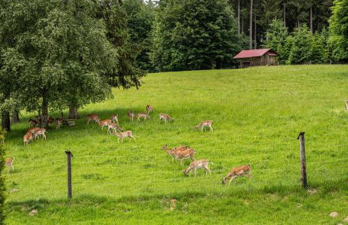 Urlaub auf dem Hirschhof Stehle - Foto 24