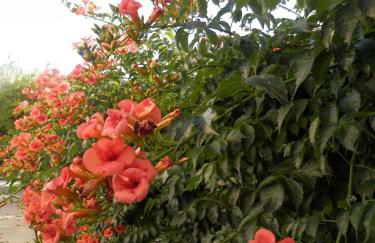 Silvi Mari Apartments - Foto 53