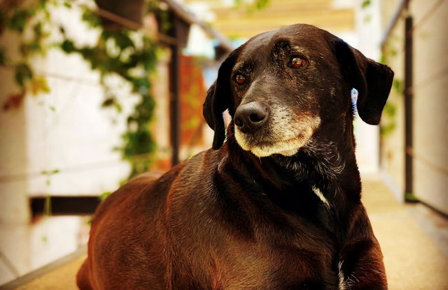 Rancho con Caballos El Reencuentro - Foto 46