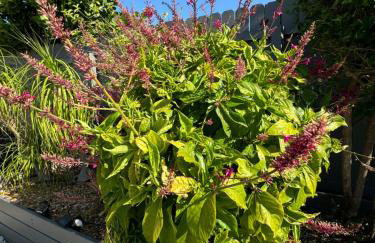 Retreat with Salt Water Heated Pool & Spa - Foto 57