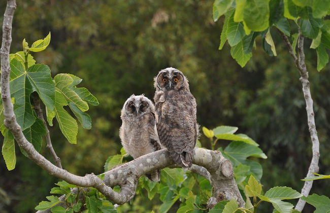 Masseria Uccio - Foto 23