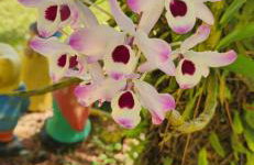 Recanto das Pretinhas - Photo 37