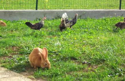 Maison accueillante avec jardin - Le Fied - Foto 14