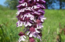 Gîte des Lilas - Foto 74