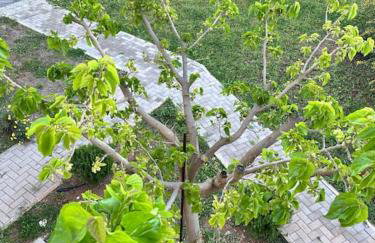 Stone Villa Maria - Photo 34