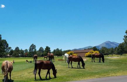 Horsin Around-cabin With A Peaceful Covered Deck - Foto 19