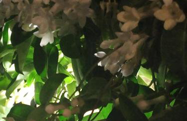 Giaglakis Rooms - Foto 33