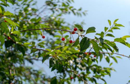 Villa Fiore - Foto 55