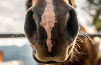 Gruberhof Coll - Photo 18