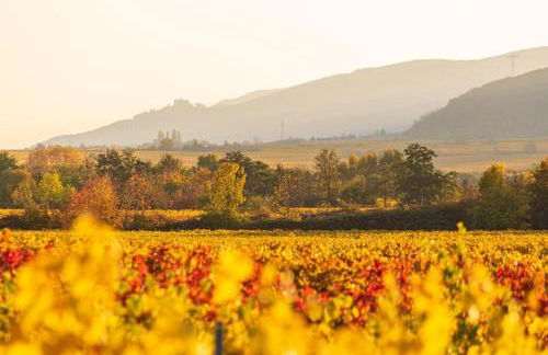 Unter den Reben - Foto 42